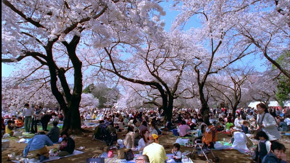 le-hoi-hanami-ngam-hoa-anh-dao-du-lich-kynghiviet-nhatban