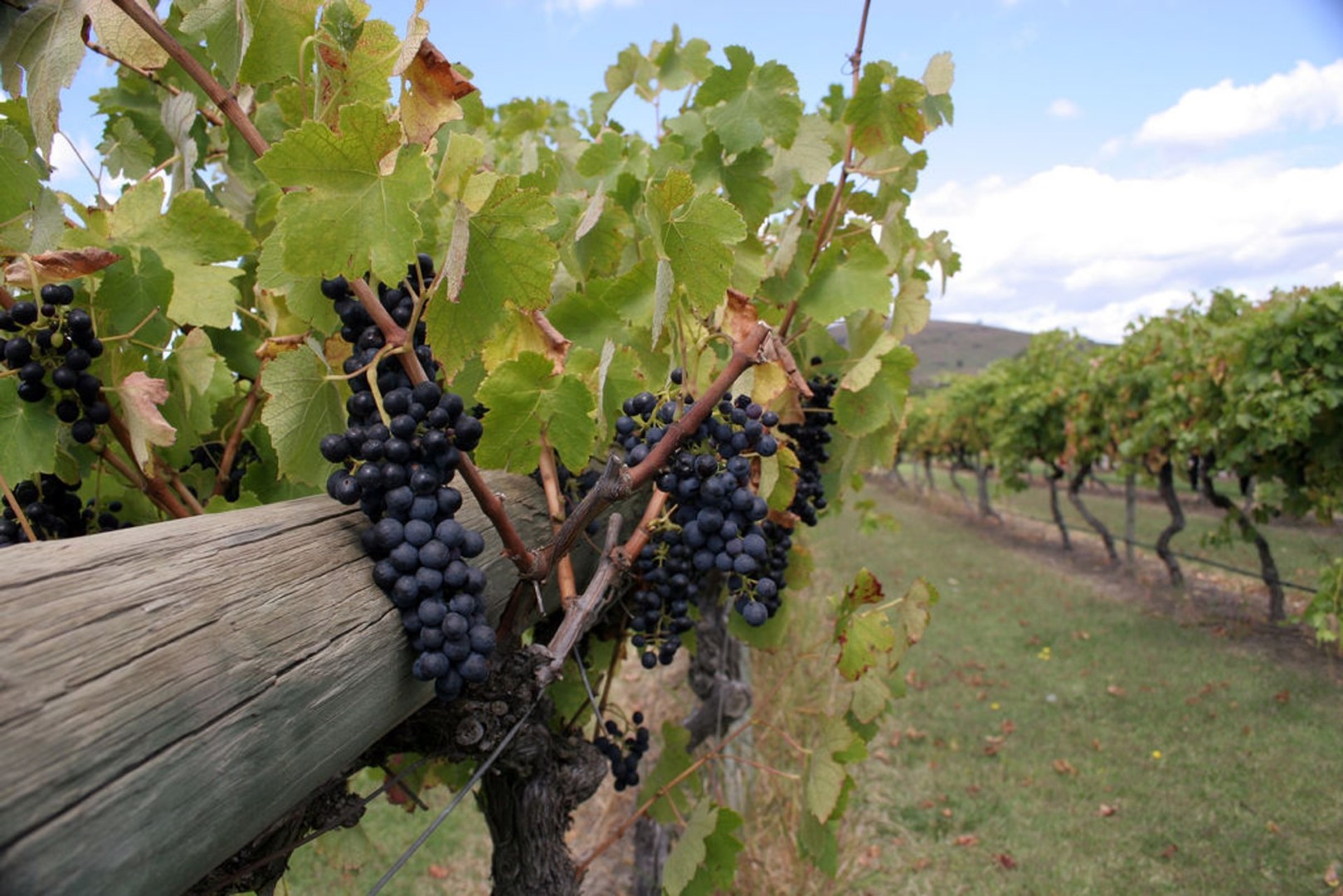 melbourne-grape-harvest-in-yarra-valley