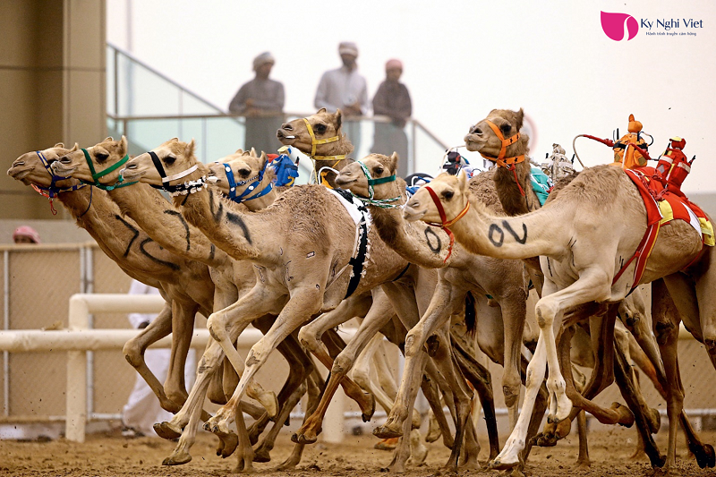 robot-thay-the-tre-em-trong-cac-cuoc-dua-da-lat-o-dubai