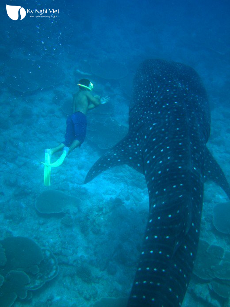 lan-voi-ca-to-o-maldives