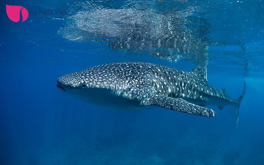 maldives-whale-shark-MALDIVES0421