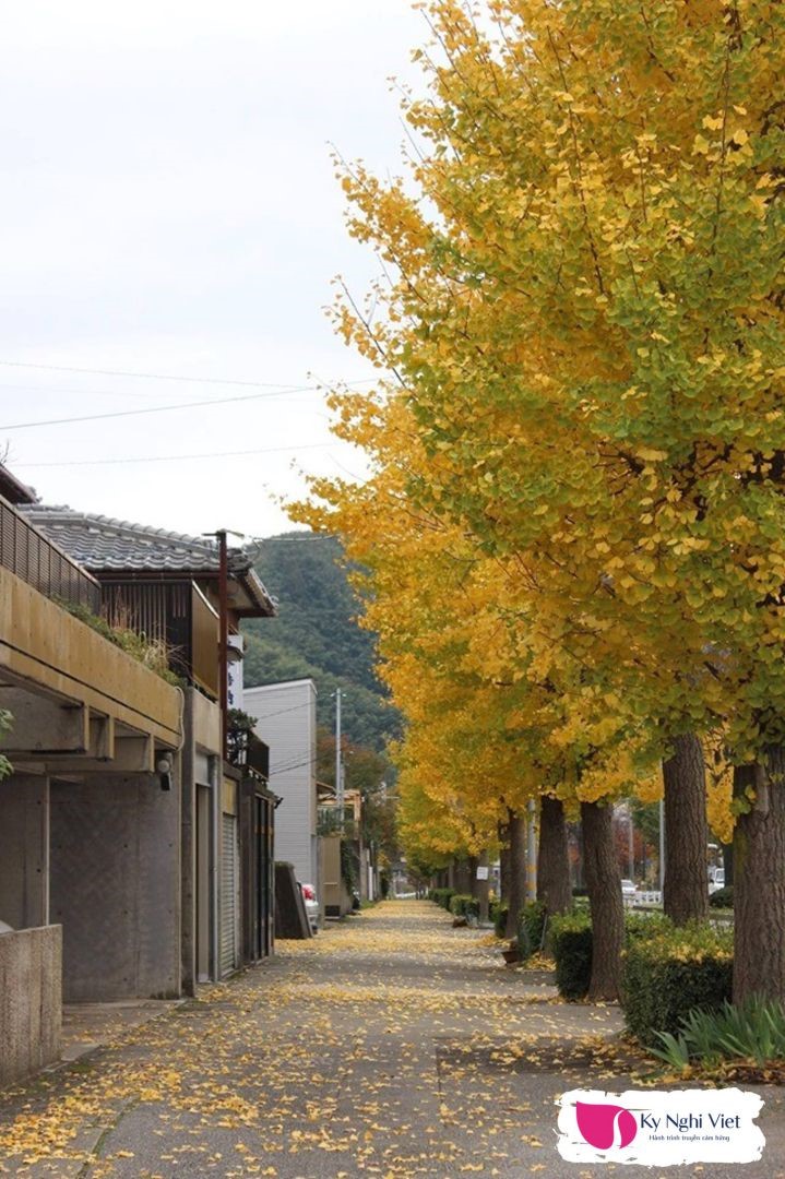 mua-thu-la-vang-duong-pho-du-lich-nhat-ban