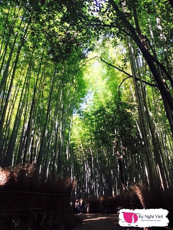 rung-truc-noi-tieng-o-Nhat-Ban