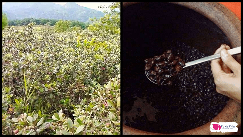 nau-ruou-sim-phu-quoc