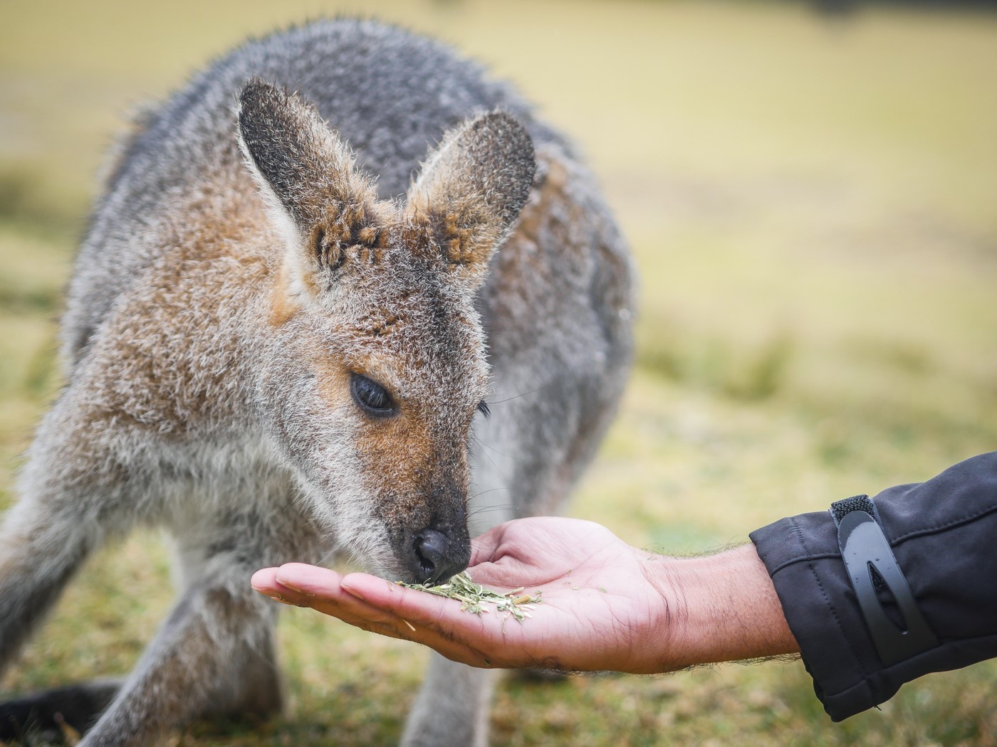 Australia-symbio wildlife park sydney