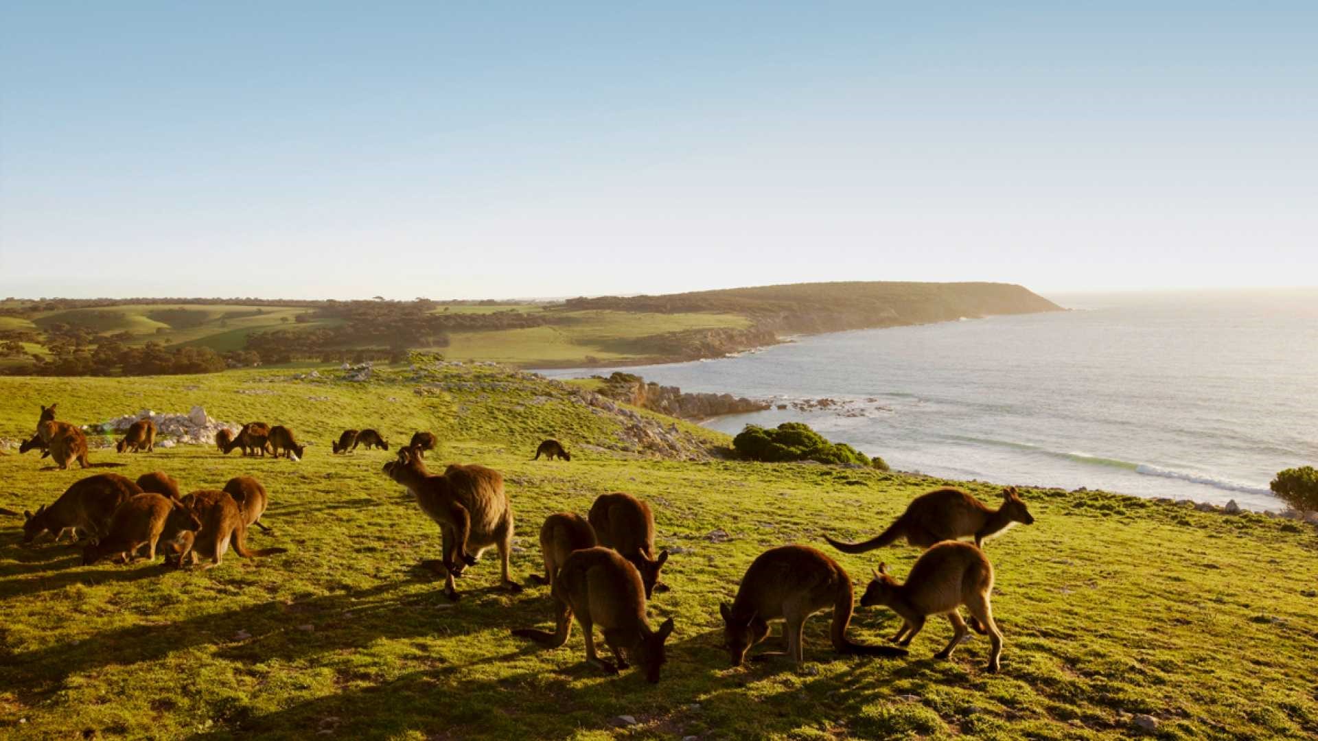 kangaroo-island