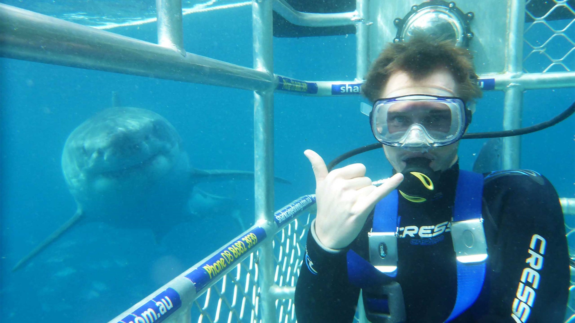 shark-photobomb