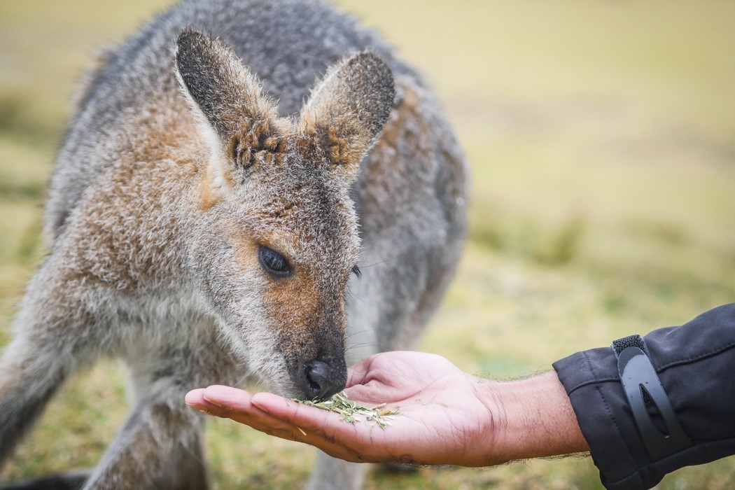 Australia-symbio wildlife park sydney