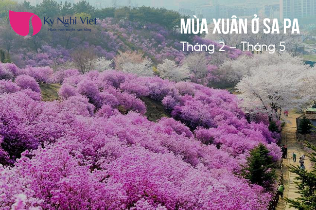 mua-xuan-Sa-Pa-thang-2-5